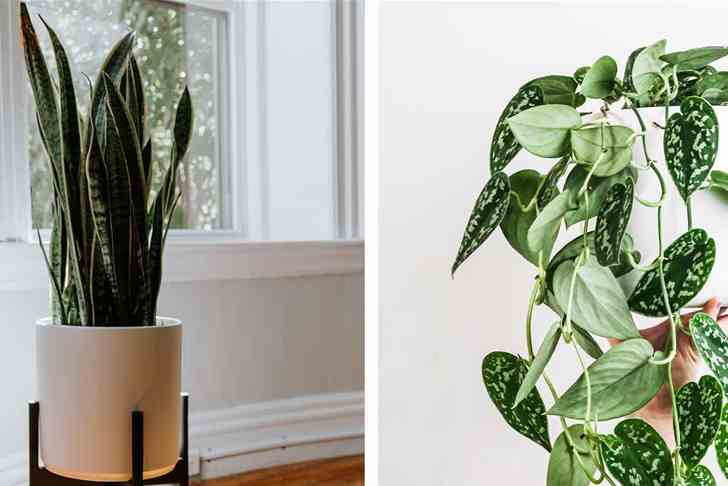 Can houseplants help improve our sleep?