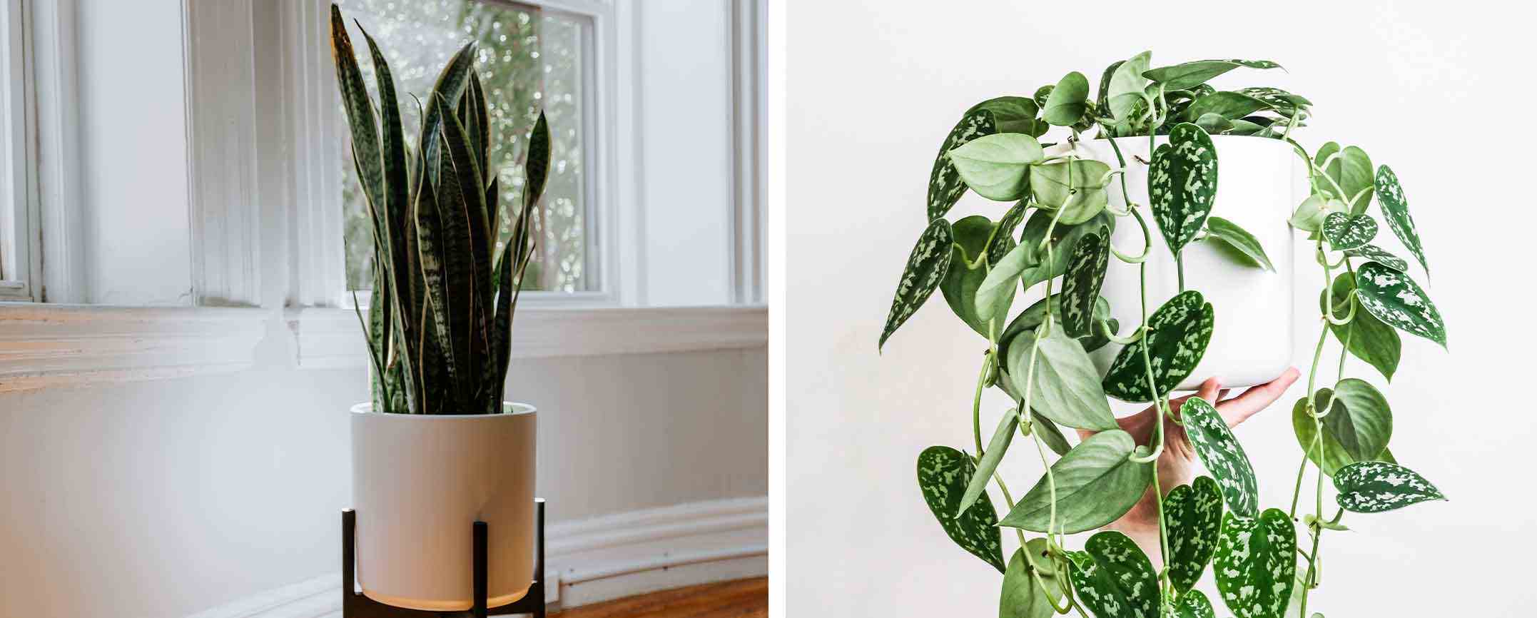 Can houseplants help improve our sleep?